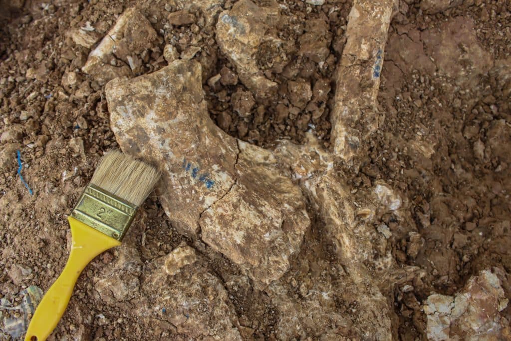Imagem ilustrativa de trabalho realizados na escavação de um fóssil. A nova criatura descoberta ainda não foi fotografada (Credito: paleontologist natural/ Shutterstock)
