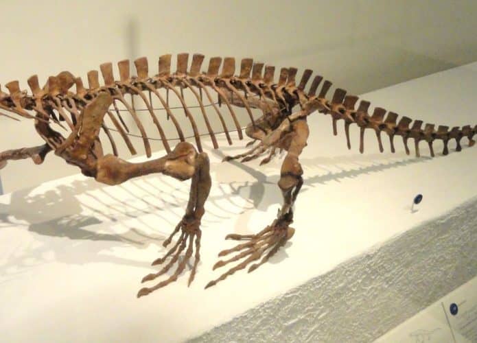 trilophosaurus