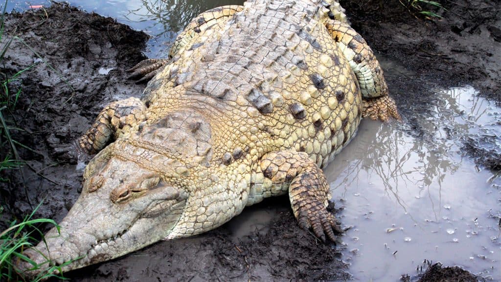 Visão de lado do crocodilo gigante