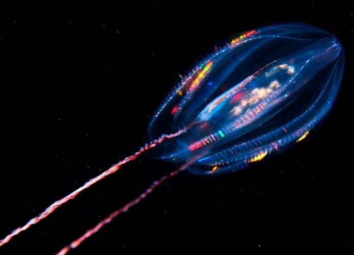 Água-viva alienígena nadando no escuro no oceano
