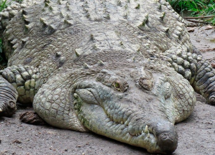 Visão de frente do crocodilo gigante