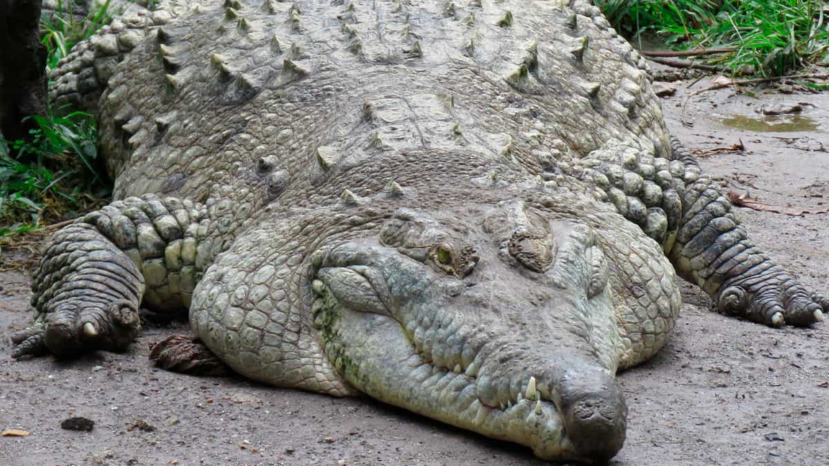 Visão de frente do crocodilo gigante