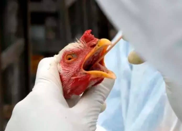 Enfermeiro verificando se frango está com gripe aviária