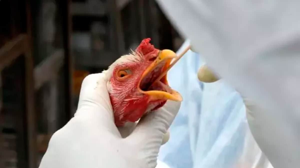 Enfermeiro verificando se frango está com gripe aviária