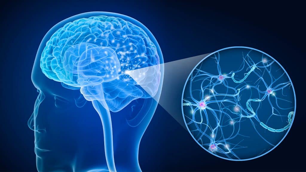 Desenho de lupa em região do cérebro com neurônios