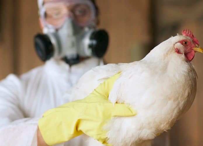 Enfermeiro vestido com equipamento de segurança segurando galinha