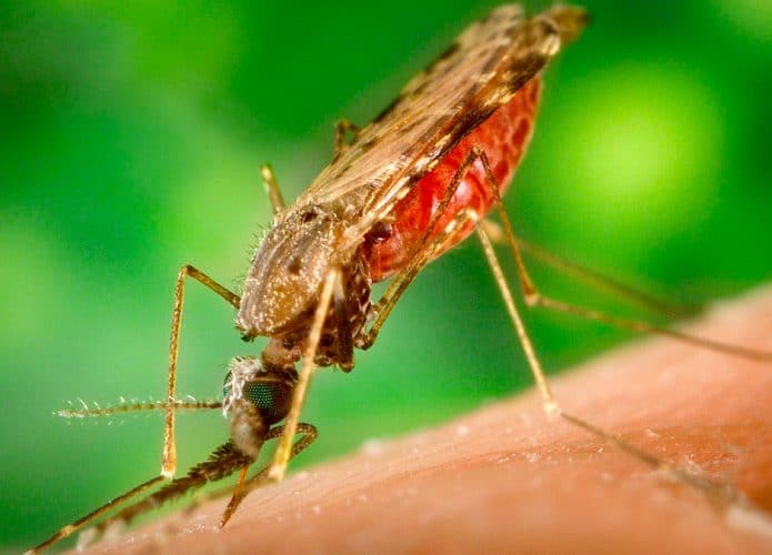 Mosquito que transmite malária picando uma pessoa