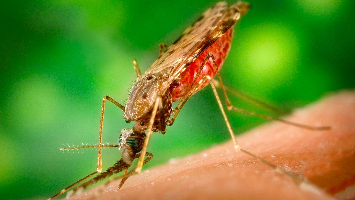 Mosquito que transmite malária picando uma pessoa