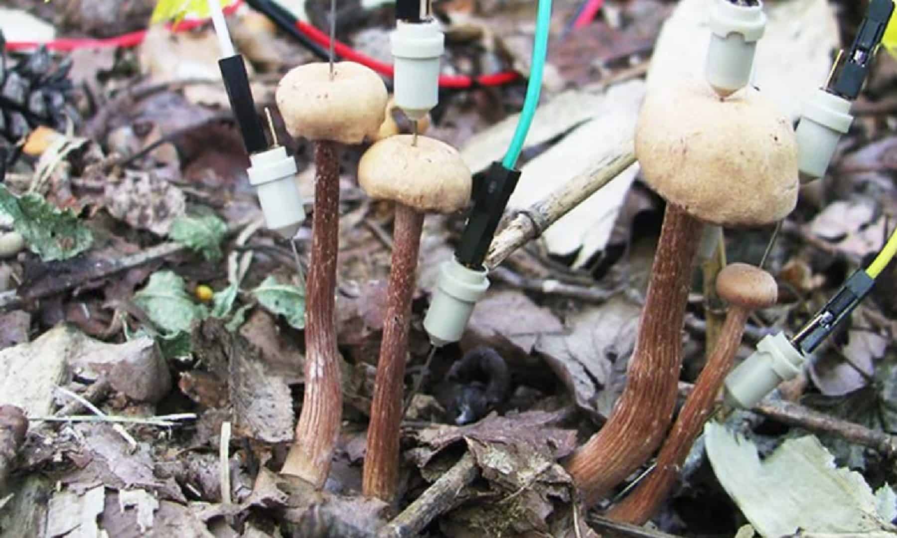 Pesquisadores anexaram eletrodos em cogumelos e descobriram que a comunicação entre eles aumentou após a chuva