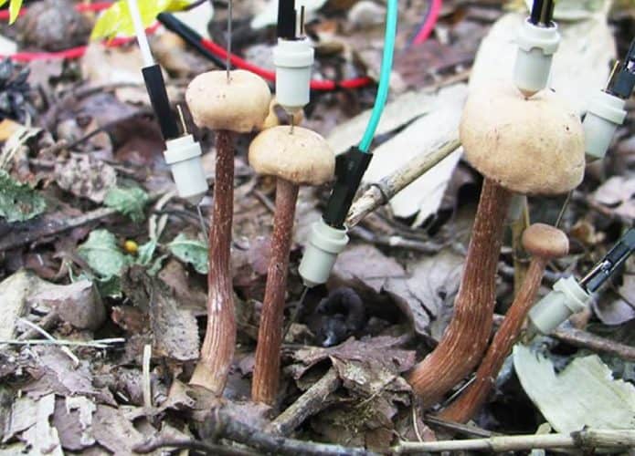 Pesquisadores anexaram eletrodos em cogumelos e descobriram que a comunicação entre eles aumentou após a chuva