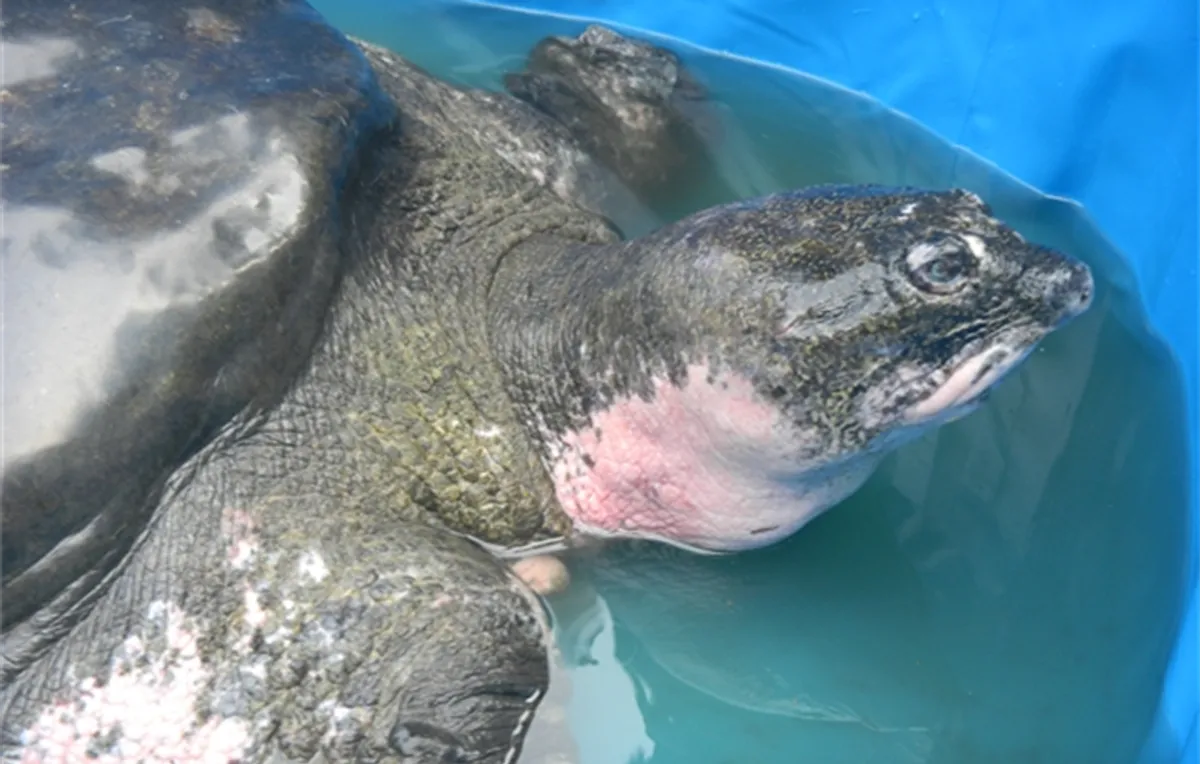 Esse individuo de Tartaruga Gigante de Casca Mole do Yangtzé era considerado o último até sua morte em 2019 (Credito: Wildlife Conservation Society)