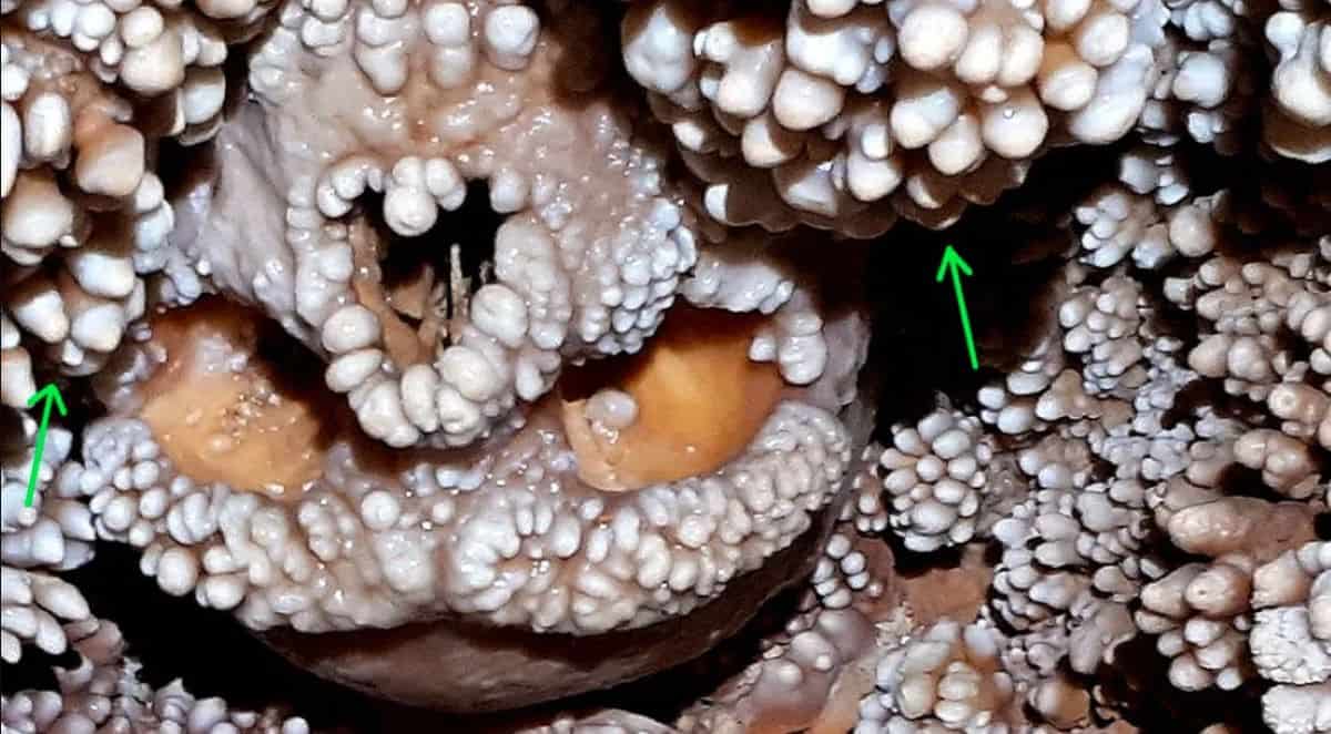 Fossilizado em rocha, 