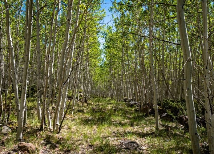pando-695x500