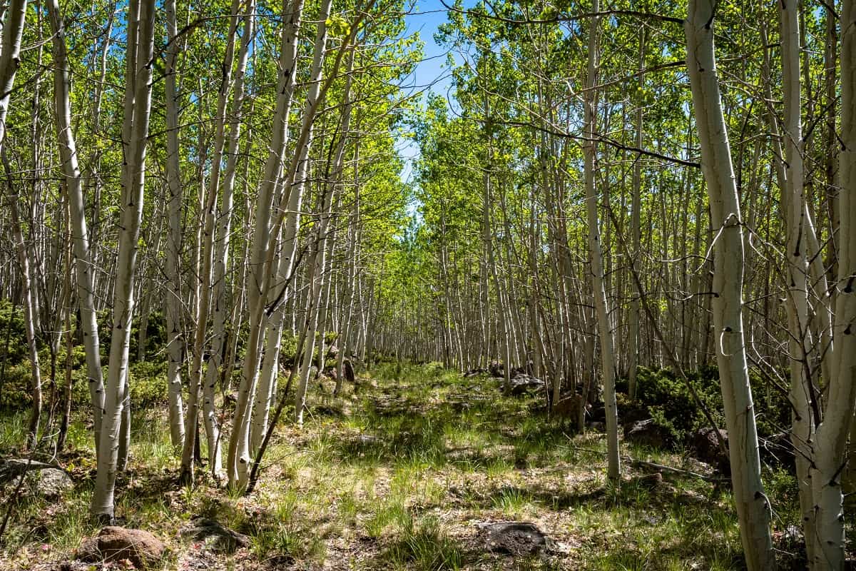 pando