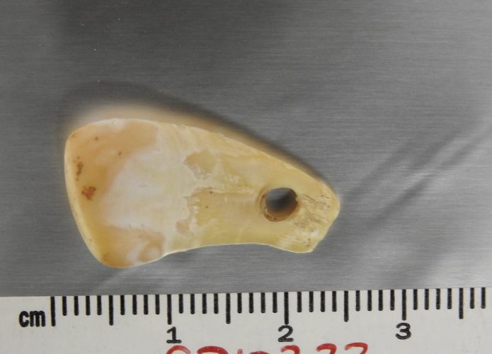 pingente-dente-de-veado-DNA-mulher-695x500