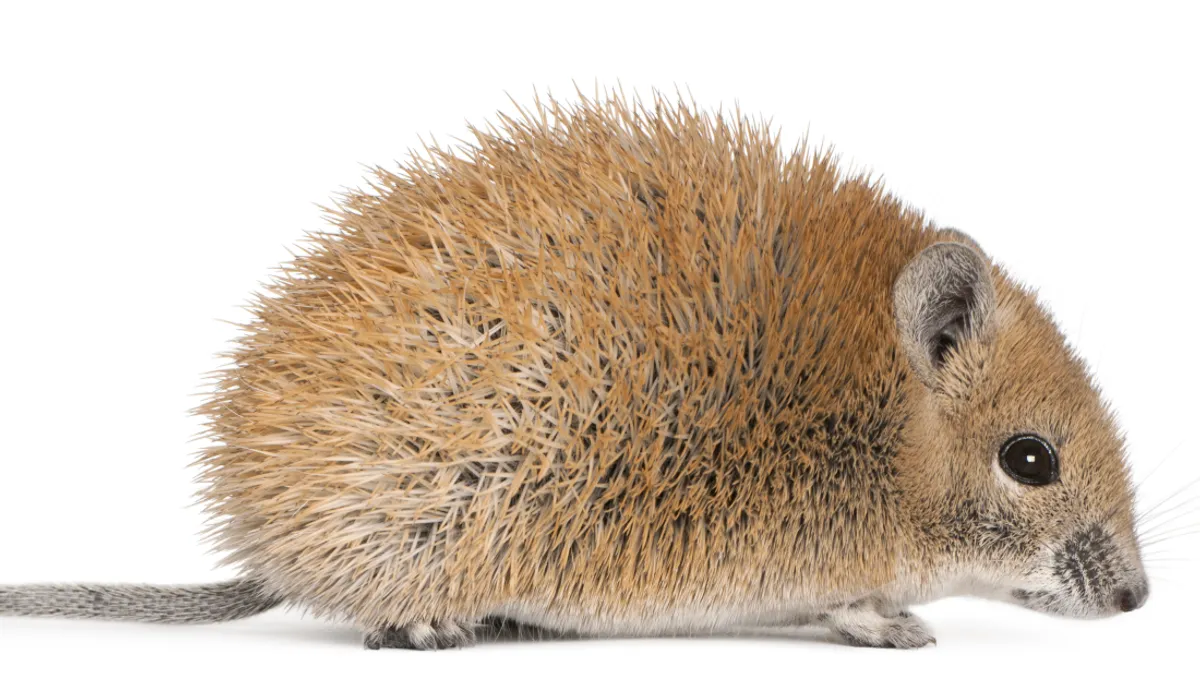 Rato espinhoso
