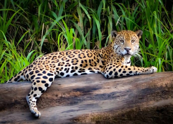 A onça-pintada é um dos animais em risco de extinção