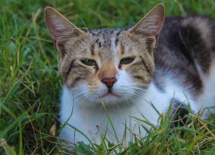 Estudo confirma que humanos podem se comunicar com gatos