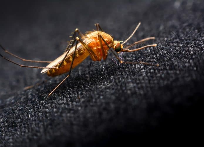mosquito