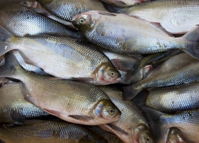 Ta chovendo peixe (Credito: zoncreacion / Shutterstock)