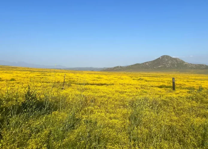 stinknet-arizona-l-695x500.webp