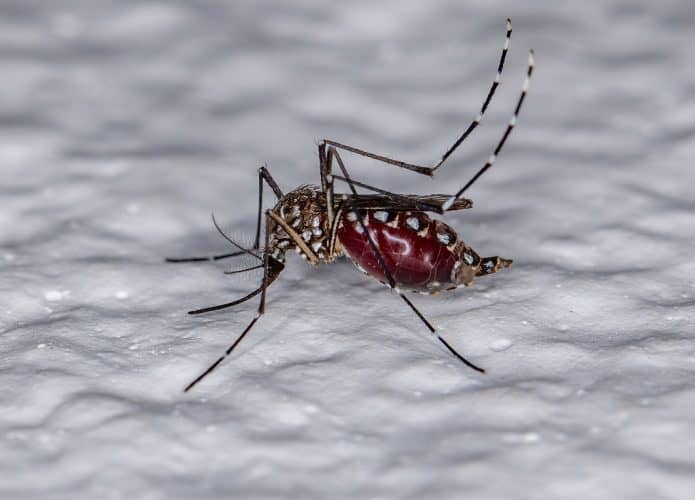 aedes_aegypti_dengue_zika_chikungunya-695x500
