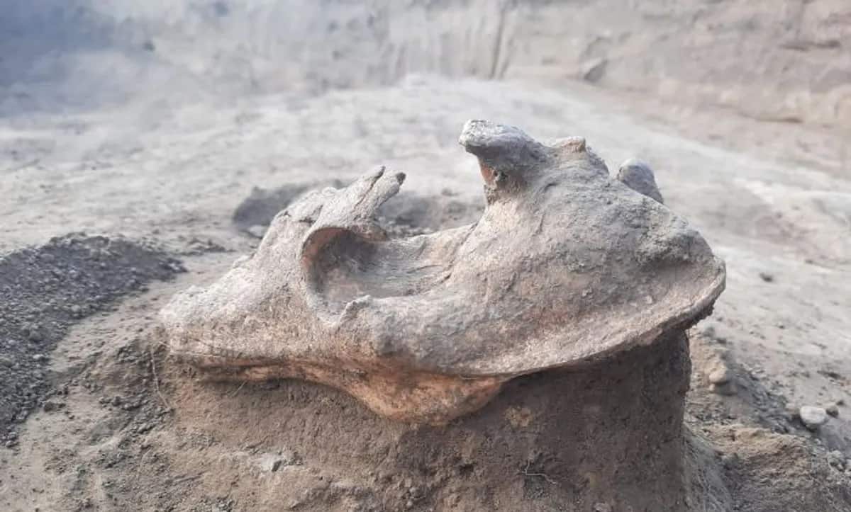 cranio-lobo-tumulo