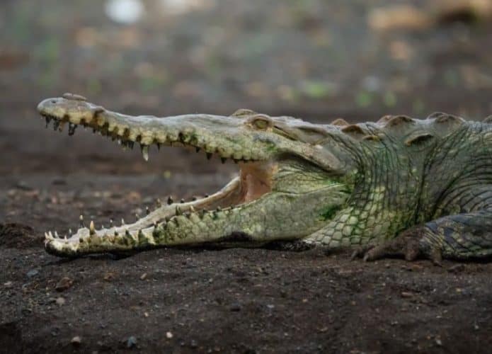 crocodilo