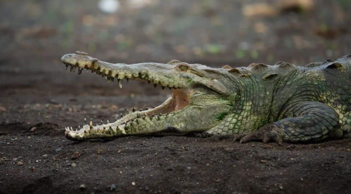 crocodilo