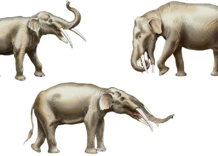 elefante-1-695x500