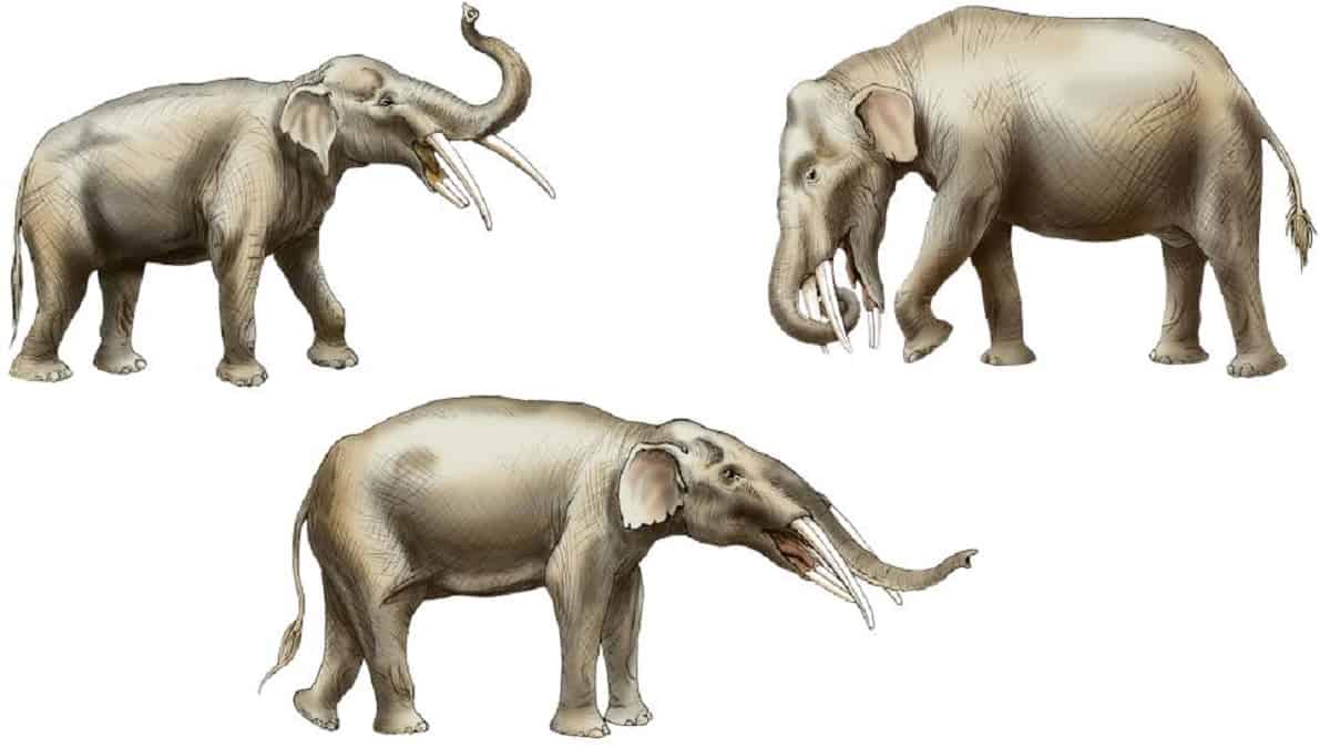 elefante-1