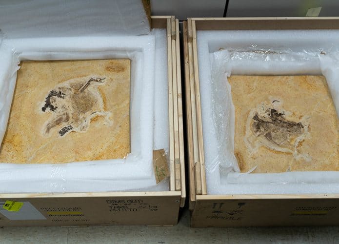 fossil-ubirajara-jubatus-1-695x500