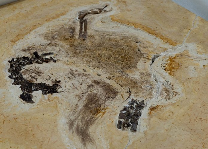 fossil-ubirajara-jubatus-destaque-695x500