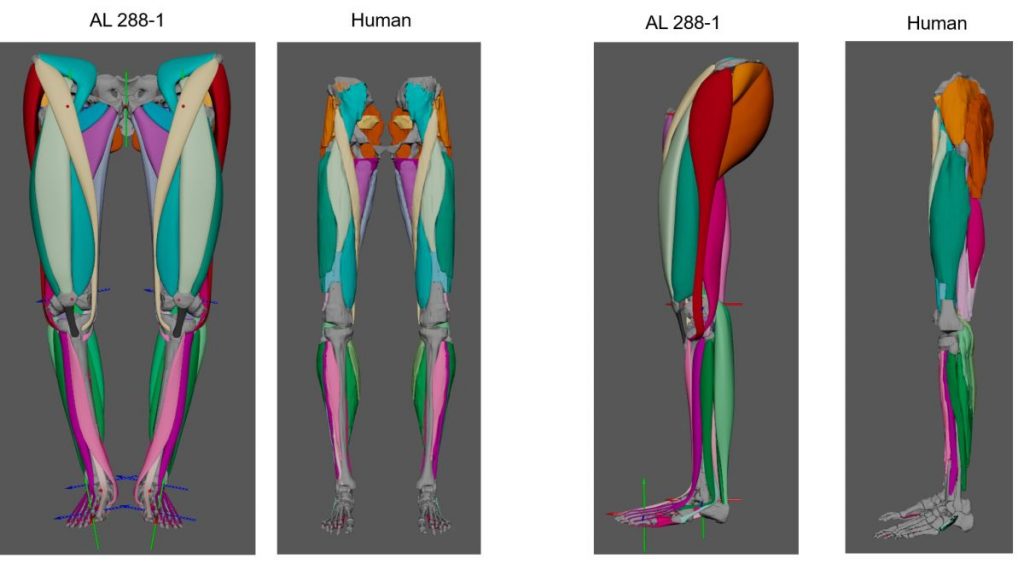 O modelo revelou que as pernas de Lucy eram muito mais musculosas do que as de um ser humano moderno. 