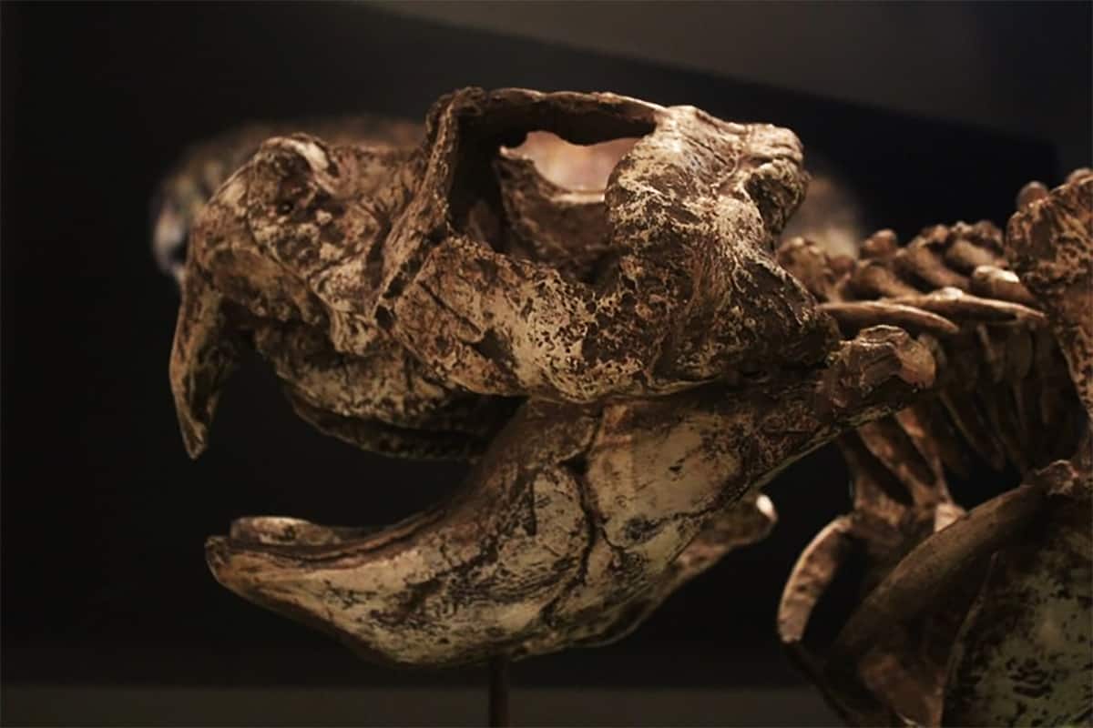 rincossauro