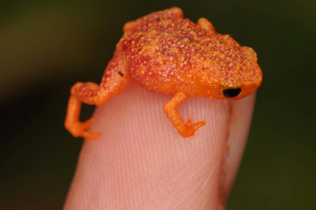 Brachycephalus rotenbergae. Foto: Sandra Goutte