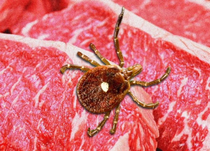 Carrapato-carne-vermelha-1-695x500