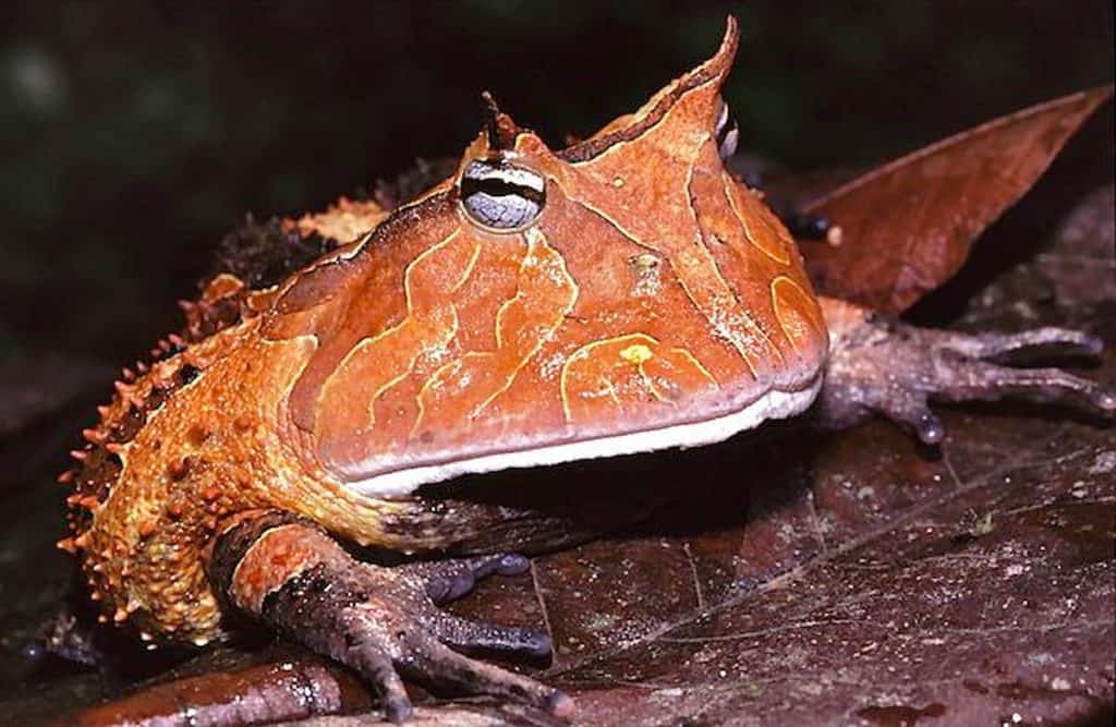 Sapo de chifre da Amazônia/CC