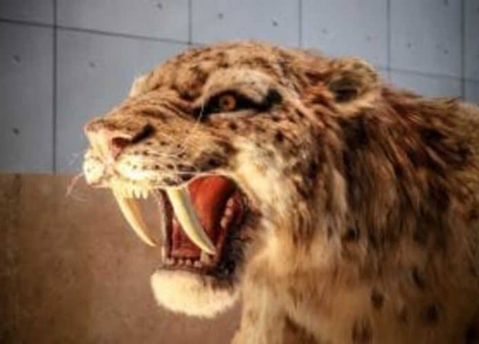 Tigre-dente-de-sabre-1-695x500
