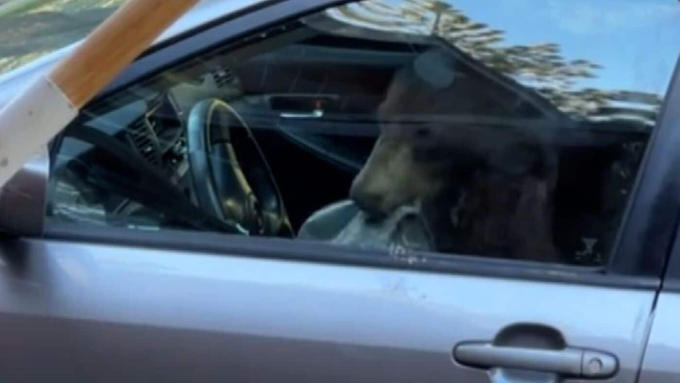 Urso-2