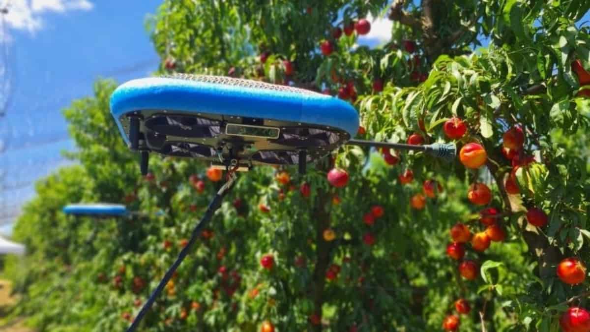 Drone usa inteligência artificial para reconhecer e colher frutas sozinho