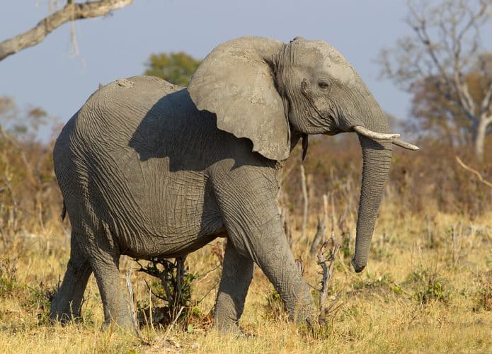 elefante-africano-695x500