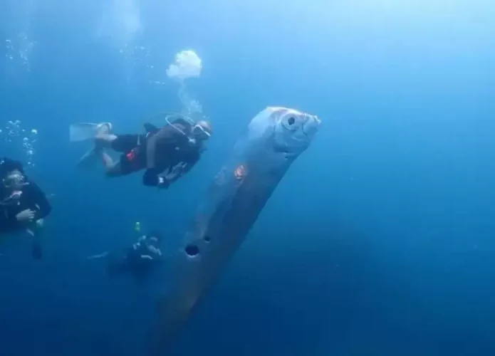 Peixe encontrado em Taiwan viraliza nas redes sociais