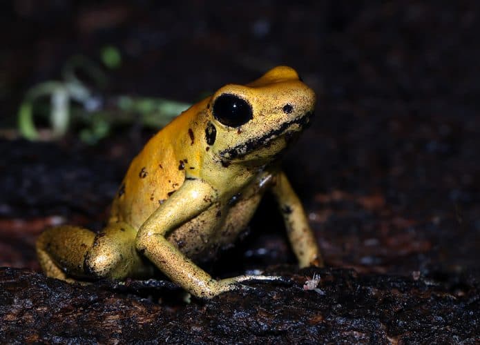 Sapo mais venenoso do mundo