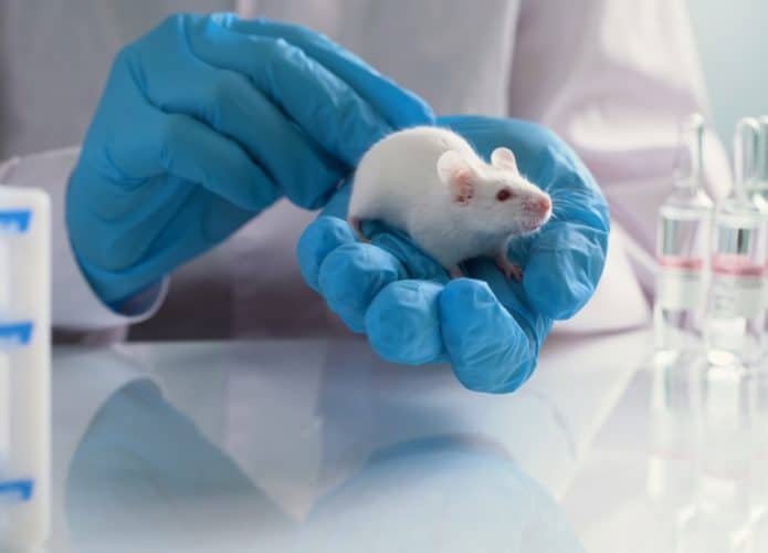 Pequeno rato de laboratório na mão de um pesquisador.