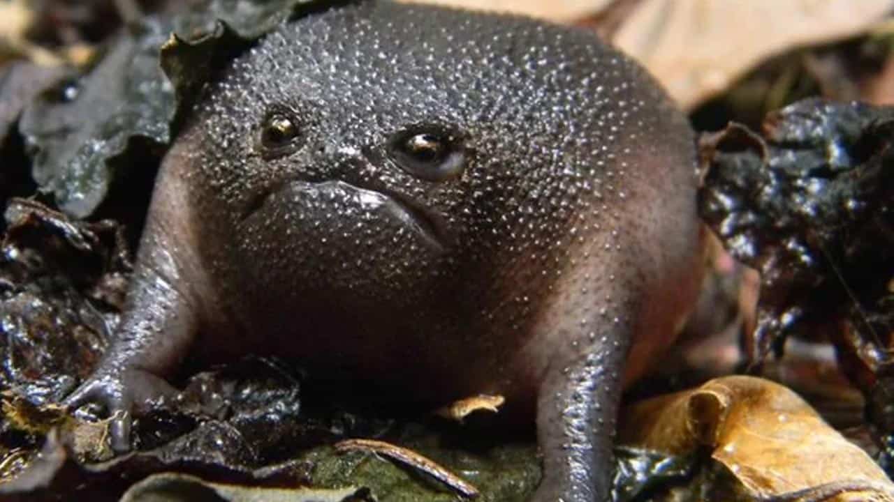 sapo-preto