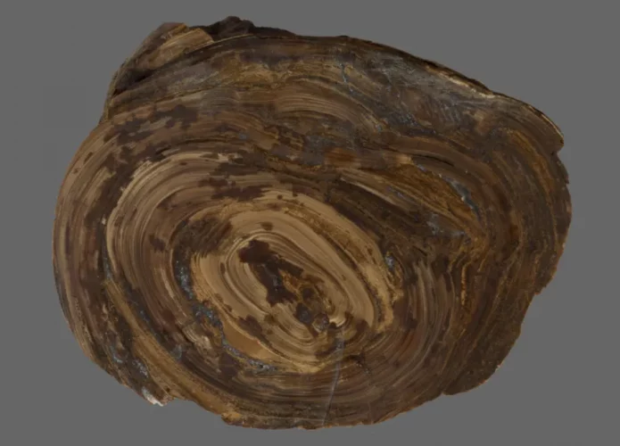 stomach-stone-l-695x500.webp