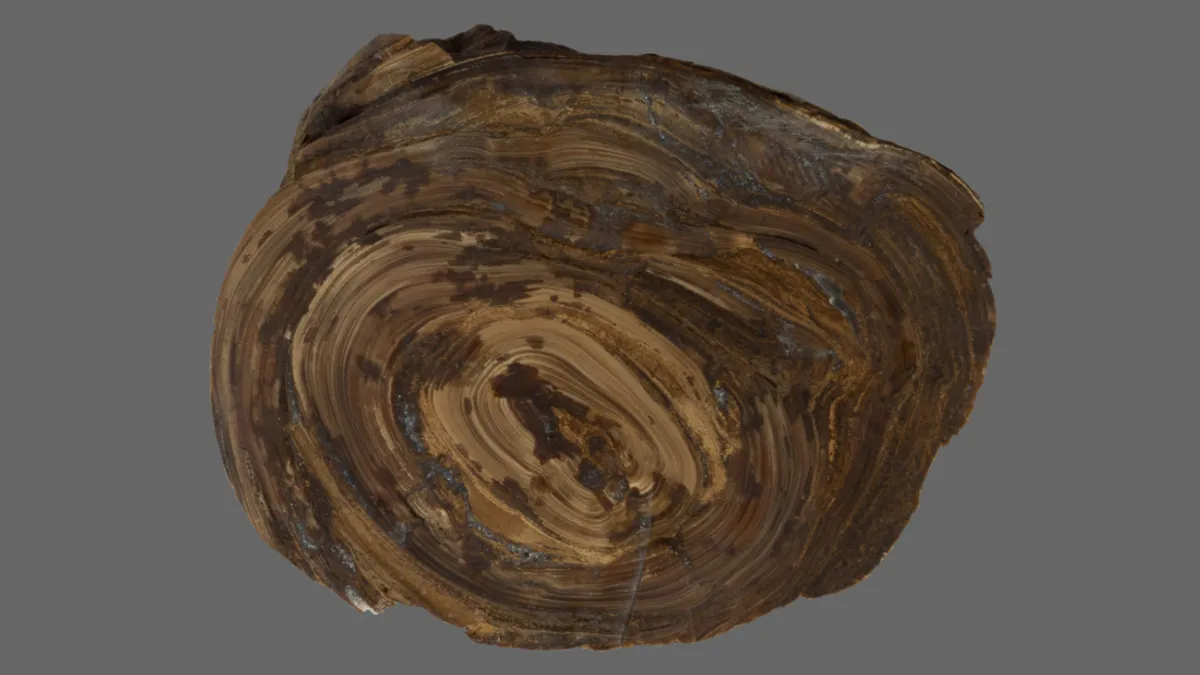 stomach-stone-l.webp