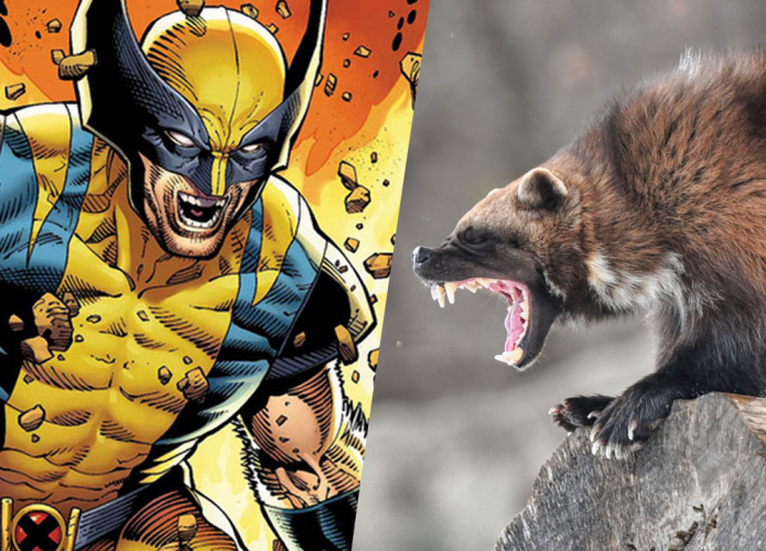 Wolverine e Carcaju