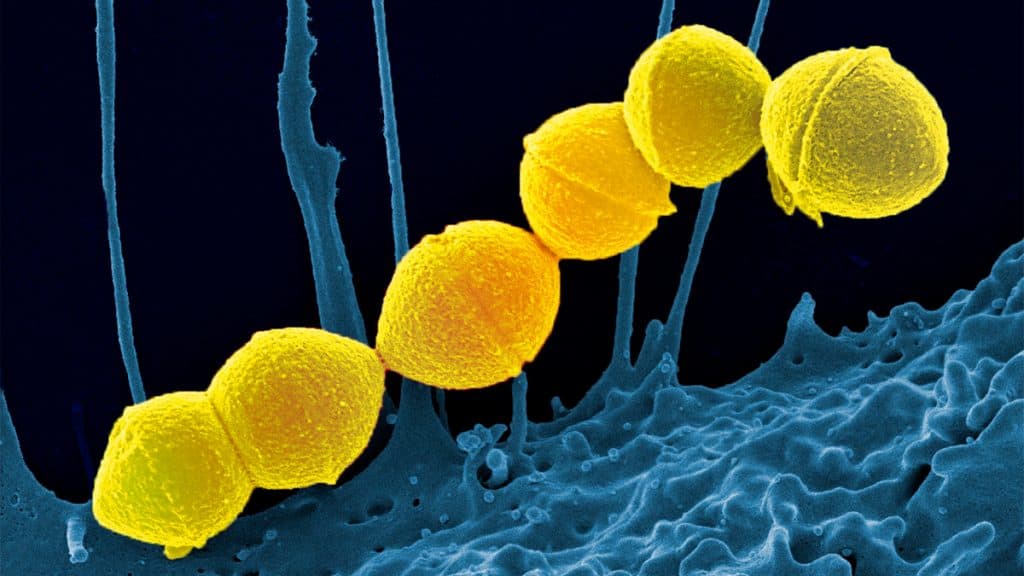 Ilustração da bactéria Strep A